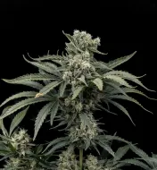 Lemon Juice F1
