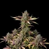 Cream and Cookies F1 Auto
