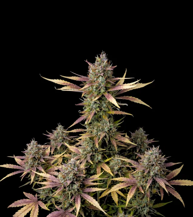 Cream and Cookies F1 Auto