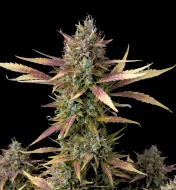Cream and Cookies F1 Auto