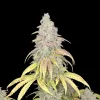 Critical F1 Auto