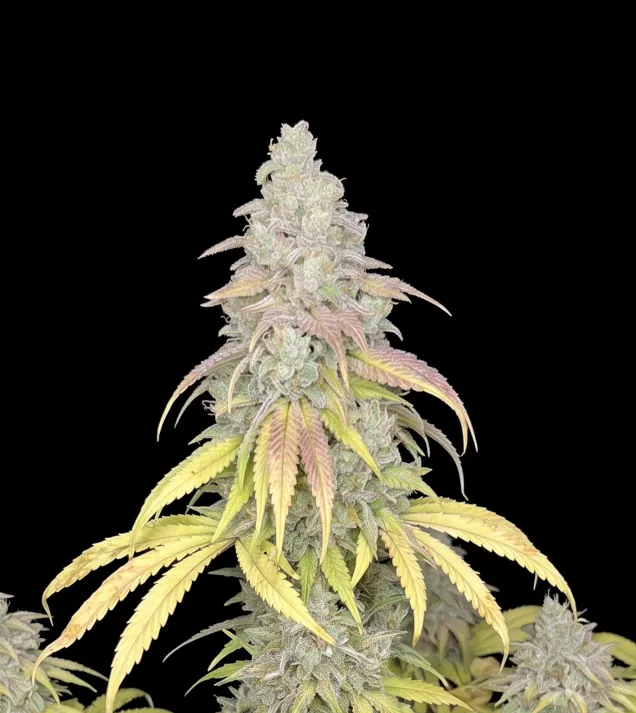 Critical F1 Auto