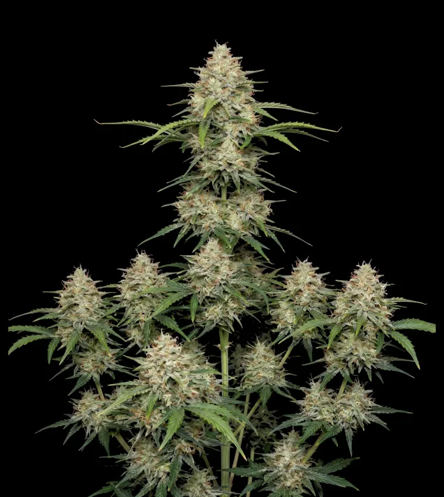 Mimosa F1 Auto