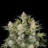 OG Kush F1 Auto