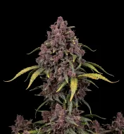 Purple Skunk F1 Auto