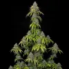 Tropicana x Kushmint