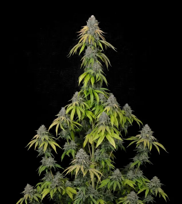 Tropicana x Kushmint