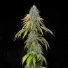Tropicana x Kushmint