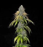 Tropicana x Kushmint