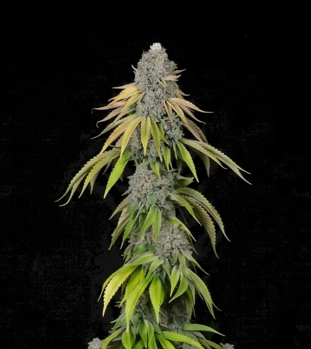 Tropicana x Kushmint