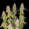 Northern Star F1 Auto