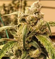 Banana Jealousy IBL Auto