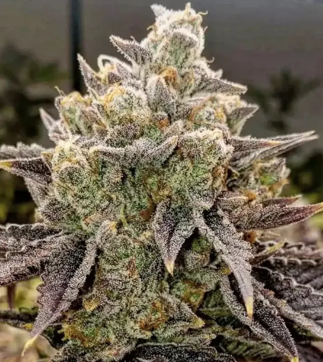 Bubble Gummy Auto