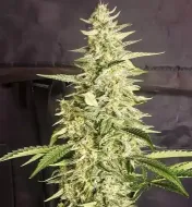 Inzane Auto