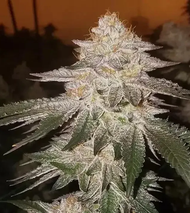 Pina RBX2 Auto