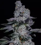 Pineapple Runtz Auto