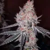 Strawberry Cookies OG R1