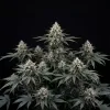 Blueberry Kush