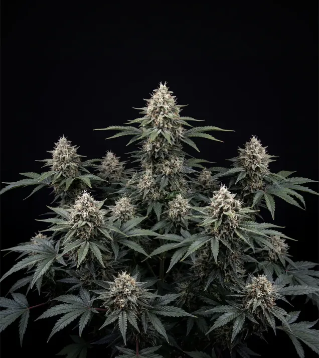 Blueberry Kush