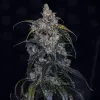 3 Bears OG Auto