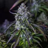 3Wok OG Auto