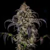 Double Grape Auto