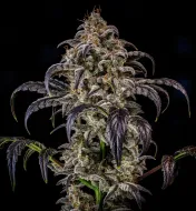 Double Grape Auto