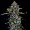 Forum Stomper Auto