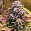Grizzly Crinkle Auto