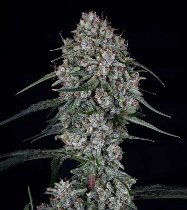 Skywalker Auto