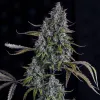 Sour Bubbly Auto