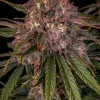 Sour Crinkle Auto