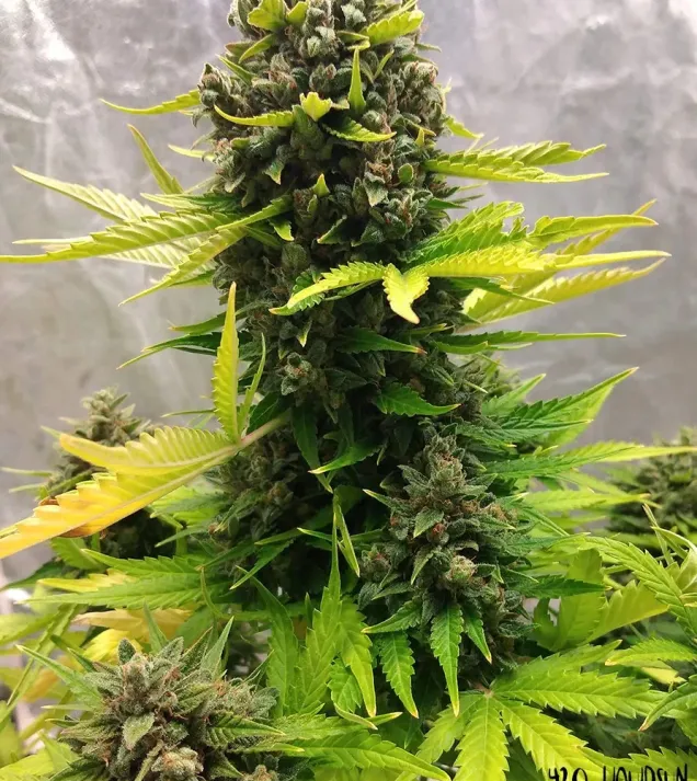 Stilton Special Auto