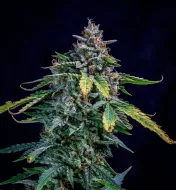 Walter White Auto