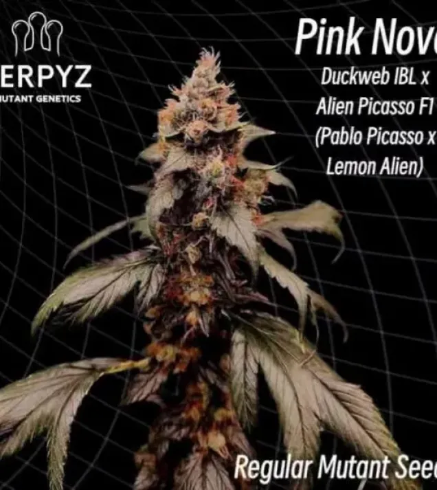Pink Nova Regular 
