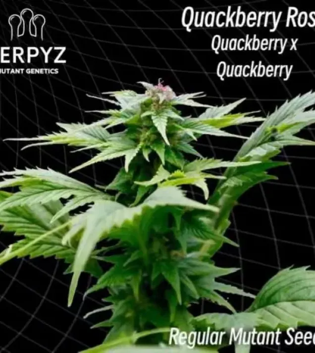 Quackberry Rose Regular
