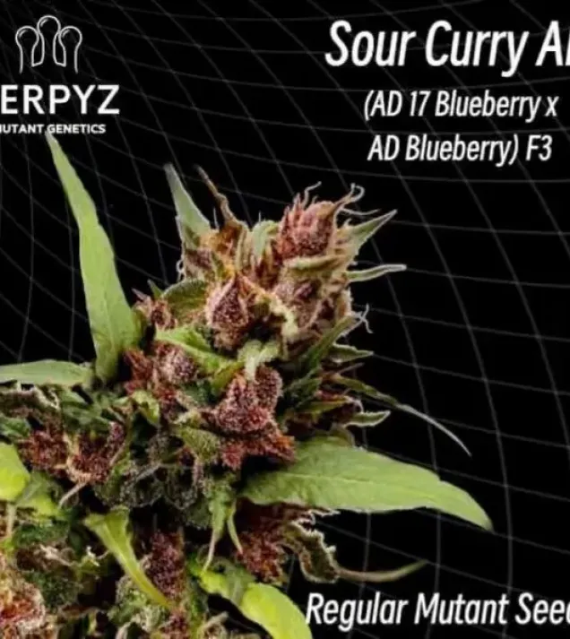 Sour Curry AD Regular 