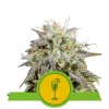 Mimosa Automatic AUSVERKAUF