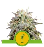 Mimosa Automatic AUSVERKAUF