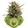 Amnesia Haze Automatic AUSVERKAUF