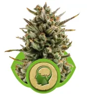Amnesia Haze Automatic AUSVERKAUF