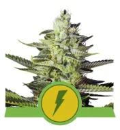 North Thunderfuck Auto AUSVERKAUF