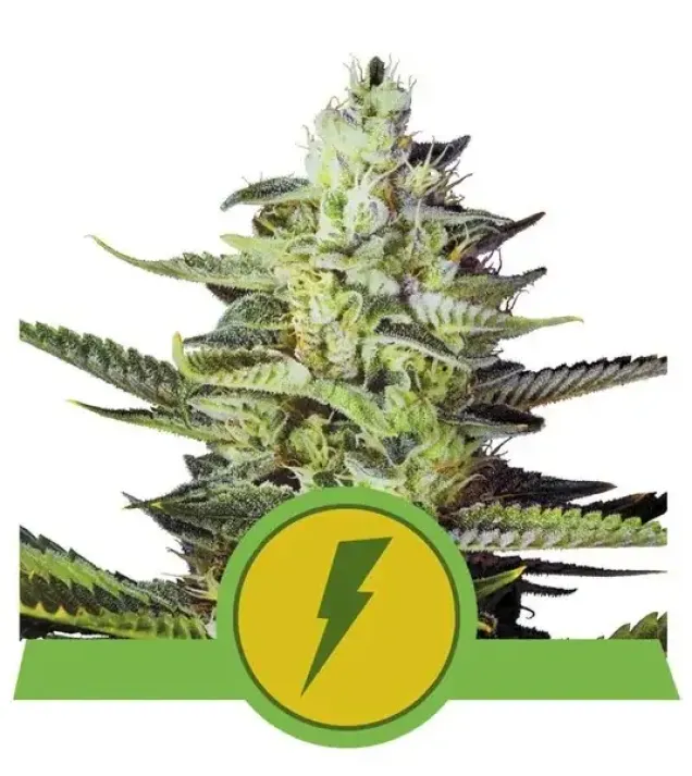 North Thunderfuck Auto AUSVERKAUF