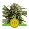 Apple Fritter Automatic AUSVERKAUF