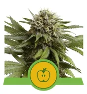 Apple Fritter Automatic AUSVERKAUF