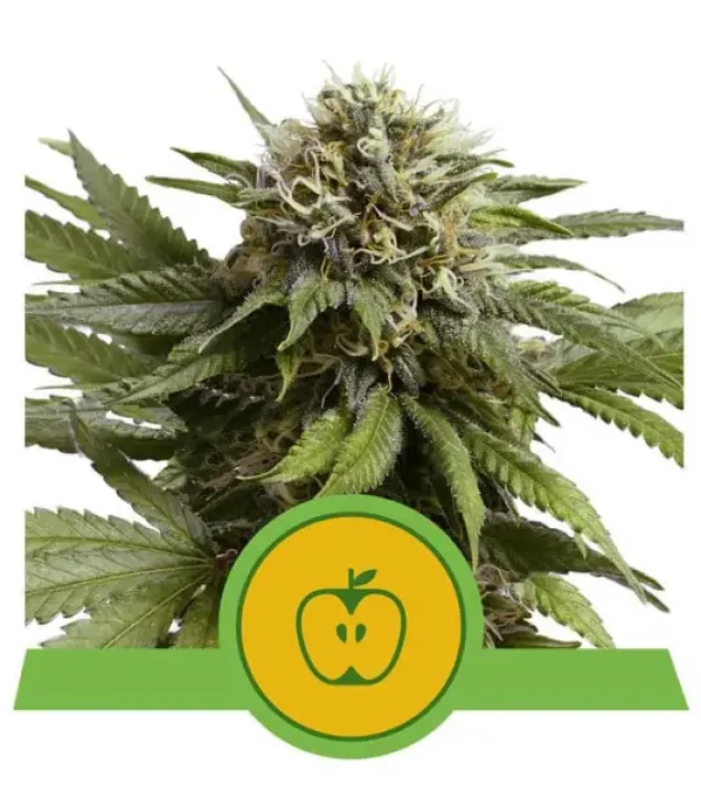 Apple Fritter Automatic AUSVERKAUF