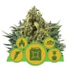 Autoflowering Mix AUSVERKAUF