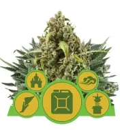 Autoflowering Mix AUSVERKAUF