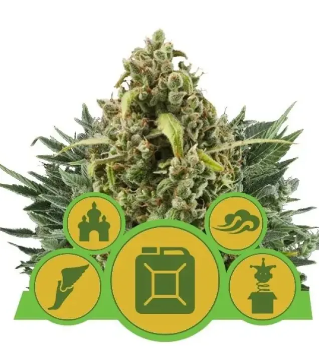 Autoflowering Mix AUSVERKAUF