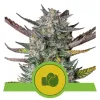 Purple Punch Automatic AUSVERKAUF